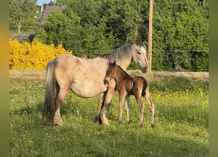 Appaloosa Mix, Klacz, 13 lat, 137 cm, Tarantowata