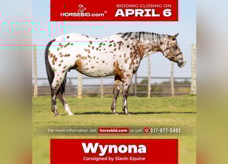 Appaloosa, Klacz, 14 lat, 160 cm, Gniada