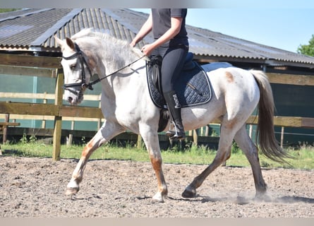 Appaloosa, Klacz, 18 lat, 148 cm, Kasztanowatodereszowata