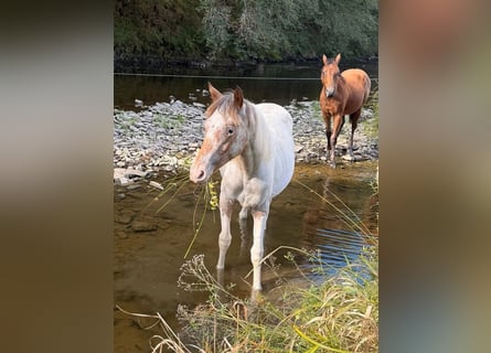 Appaloosa Mix, Klacz, 1 Rok, 150 cm