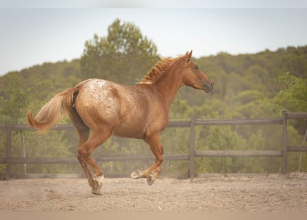 Appaloosa Mix, Klacz, 2 lat, 160 cm, Tarantowata
