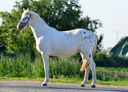 Appaloosa, Klacz, 3 lat, 150 cm, Tarantowata