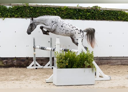 Appaloosa, Klacz, 4 lat, 146 cm, Tarantowata
