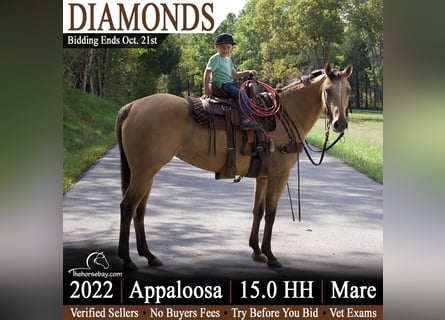 Appaloosa, Klacz, 4 lat, 152 cm, Jelenia