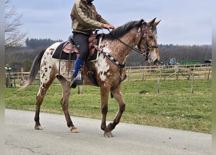 Appaloosa, Klacz, 4 lat, 154 cm, Tarantowata