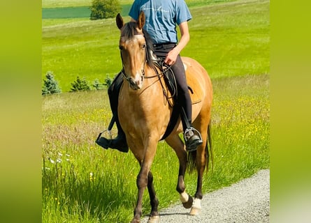 Appaloosa, Klacz, 5 lat, 155 cm, Gniadodereszowata