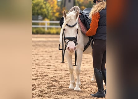 Appaloosa Mix, Klacz, 6 lat, 140 cm, Siwa