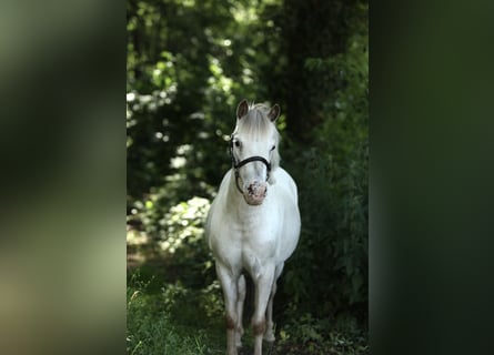 Appaloosa, Klacz, 7 lat, 113 cm, Tarantowata
