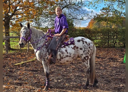 Appaloosa, Klacz, 7 lat, 148 cm, Tarantowata