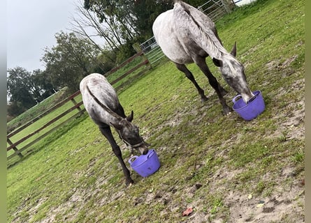 Appaloosa Mix, Klacz, Źrebak (06/2025)