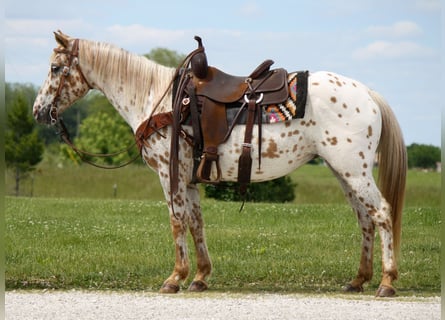 Appaloosa, Mare, 11 years, 14,2 hh, Leopard-Piebald