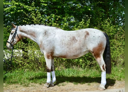 Appaloosa, Mare, 12 years, 15,2 hh, Leopard-Piebald