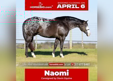 Appaloosa, Mare, 12 years, 16,1 hh, Black