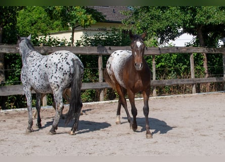 Appaloosa, Mare, 13 years, 14,3 hh, Leopard-Piebald