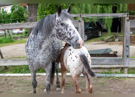 Appaloosa, Mare, 13 years, 14,3 hh, Leopard-Piebald
