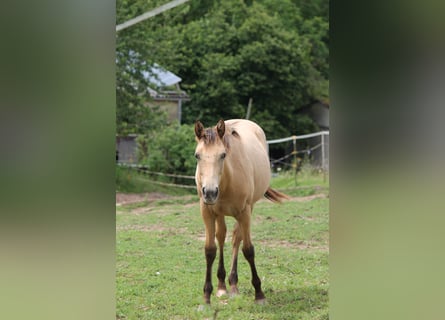 Appaloosa Mix, Stute, 1 Jahr, 14,2 hh, Falbe