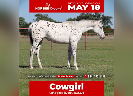 Appaloosa, Mare, 1 year, 14 hh, Brown