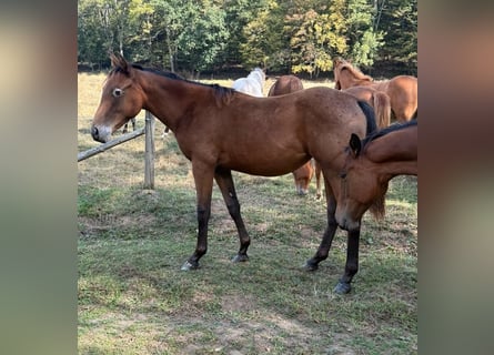 Appaloosa Mix, Mare, 1 year, 15.1 hh, Bay-Dark