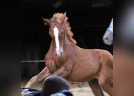 Appaloosa Mix, Mare, 1 year, 15,1 hh, Roan-Bay