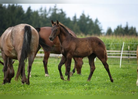 Appaloosa, Mare, 1 year, 15 hh, Chestnut