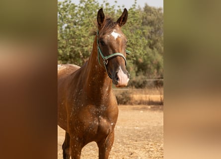 Appaloosa, Mare, 2 years, 14.1 hh, Brown