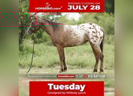 Appaloosa, Mare, 2 years, 14,1 hh, Bay