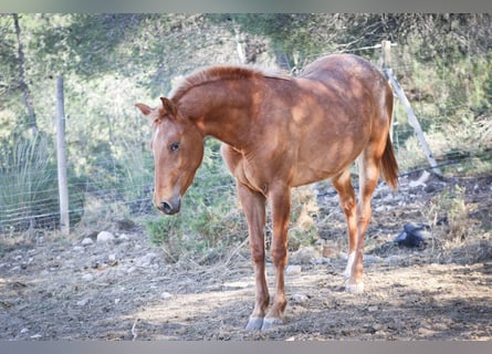 Appaloosa Mix, Mare, 2 years, 15,2 hh, Leopard-Piebald
