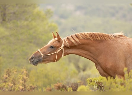 Appaloosa Mix, Mare, 2 years, 15,2 hh, Leopard-Piebald
