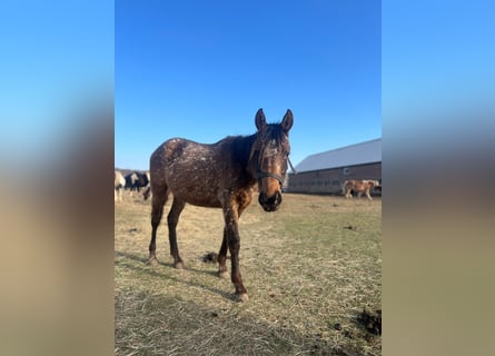 Appaloosa Mix, Mare, 2 years, 15,2 hh, Roan-Bay
