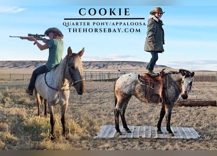 Appaloosa, Mare, 3 years, 13.3 hh, Grey