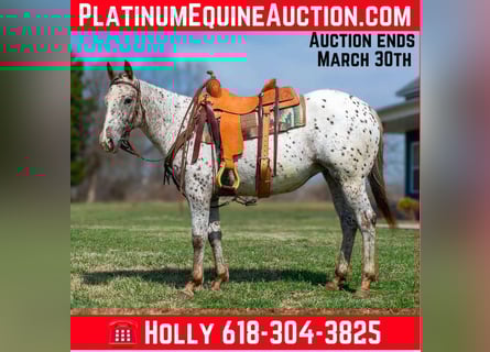 Appaloosa, Mare, 3 years, 14.1 hh, Chestnut