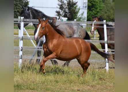 Appaloosa, Mare, 3 years, 14.3 hh, Chestnut-Red
