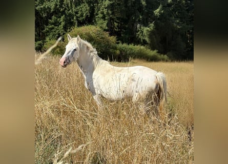 Appaloosa, Mare, 3 years, 14,2 hh, Leopard-Piebald