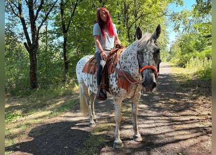 Appaloosa Mix, Mare, 3 years, 15.1 hh, Leopard-Piebald