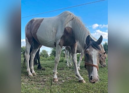 Appaloosa Mix, Mare, 4 years, 15.2 hh, Pinto