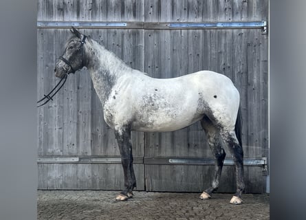 Appaloosa, Mare, 4 years, 15 hh, Leopard-Piebald