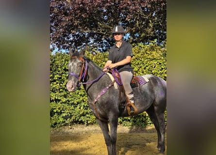Appaloosa Mix, Mare, 4 years, 15,1 hh, Leopard-Piebald