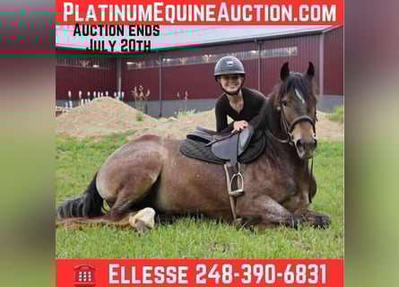 Appaloosa, Mare, 5 years, 14.1 hh, Bay