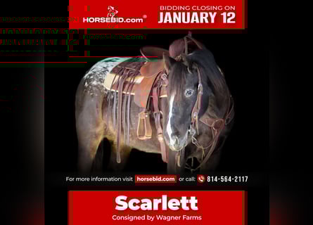 Appaloosa Mix, Mare, 5 years, 14.2 hh, Black