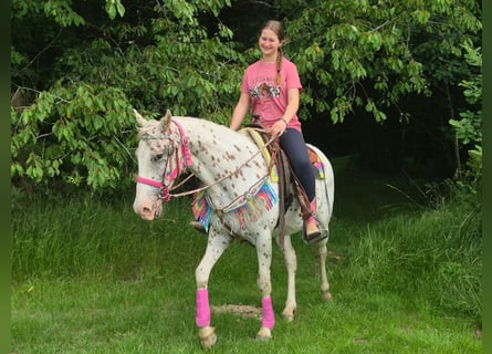 Appaloosa, Mare, 5 years, 14.2 hh, Leopard-Piebald