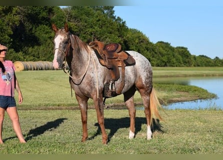 Appaloosa, Mare, 5 years, 15 hh, Roan-Red