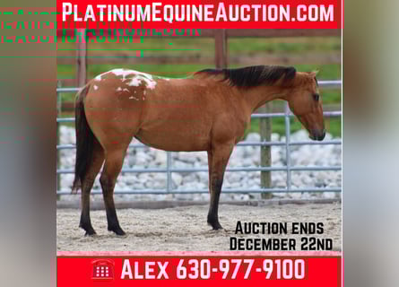 Appaloosa, Mare, 5 years, Dun