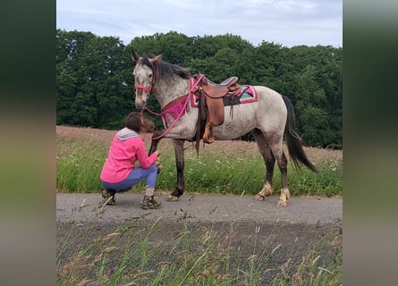 Appaloosa Mix, Mare, 6 years, 14,1 hh, Leopard-Piebald
