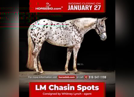 Appaloosa, Mare, 6 years, 14,2 hh