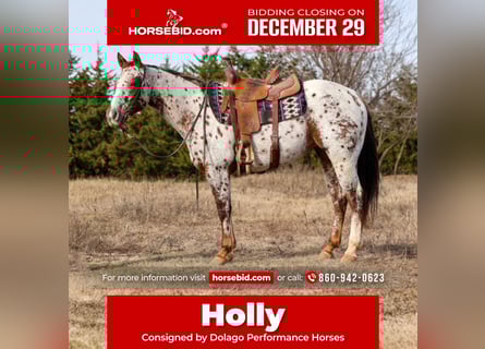 Appaloosa, Mare, 6 years, 14,3 hh, Chestnut