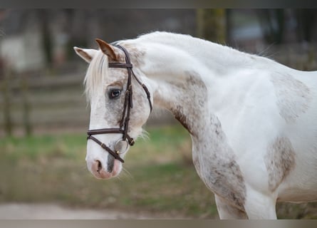 Appaloosa, Mare, 7 years, 14,2 hh, Gray