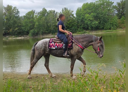 Appaloosa Mix, Mare, 7 years, 15.1 hh, Leopard-Piebald