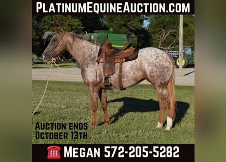 Appaloosa, Mare, 7 years, Roan-Red