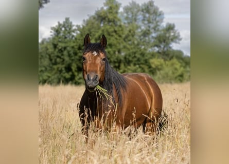 Appaloosa, Mare, 8 years, 13.3 hh, Brown