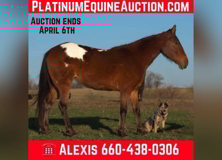 Appaloosa, Mare, 8 years, 13,2 hh, Bay